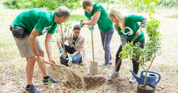 hogyan ültessünk fákat?
