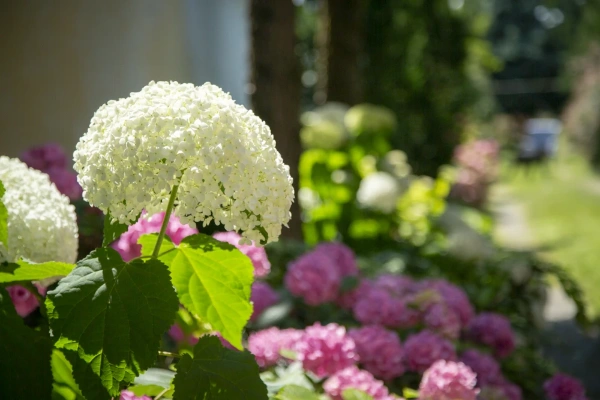 fehér és rózsaszín hortenziák