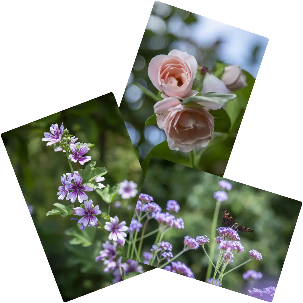 rózsa, mályva, verbéna fotómontázs