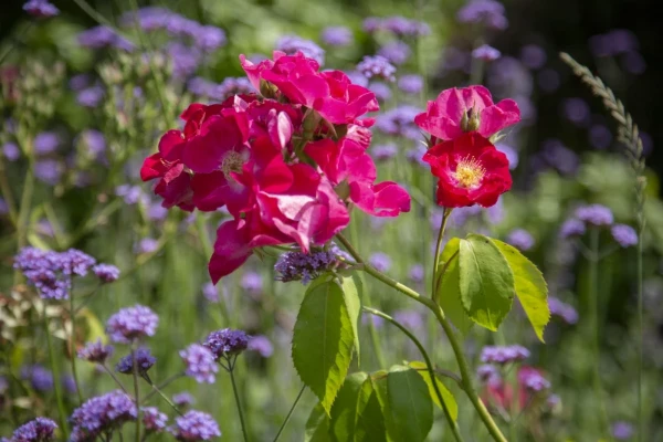 bordó rózsa és verbéna