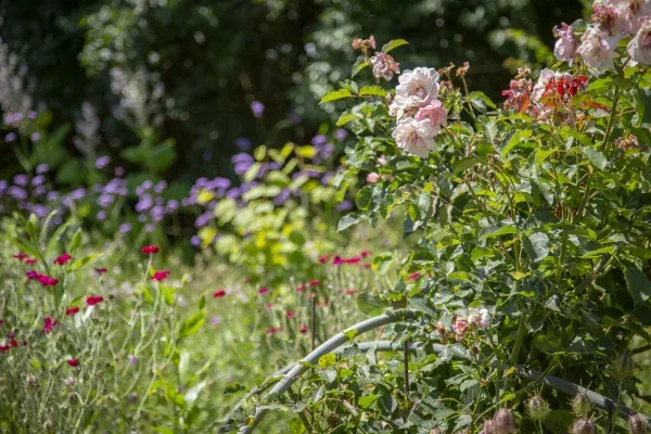 Májusi színes rózsák