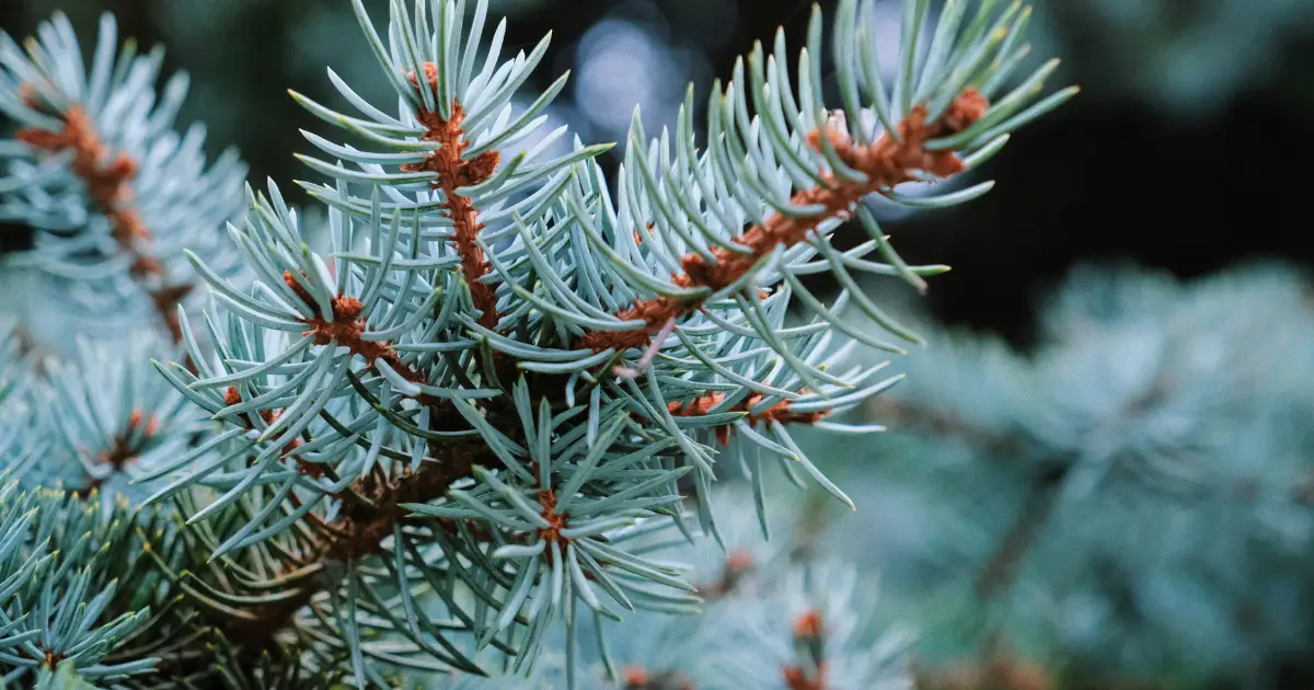 Szérüskerti arborétum, Pécs blog