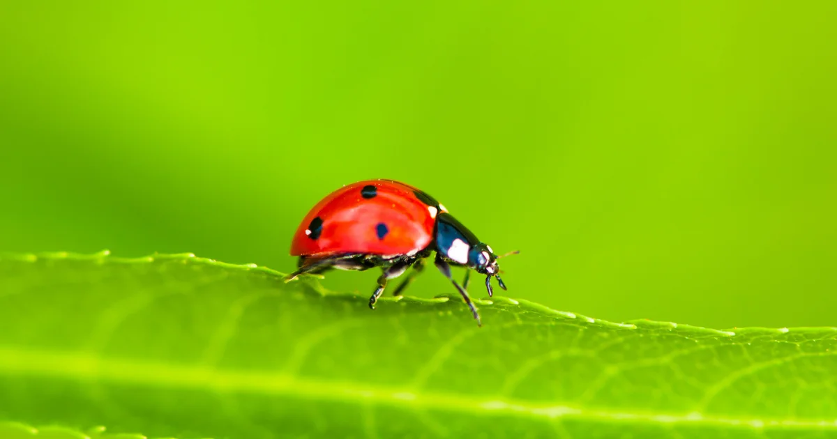 katica egy fenntartható kertben