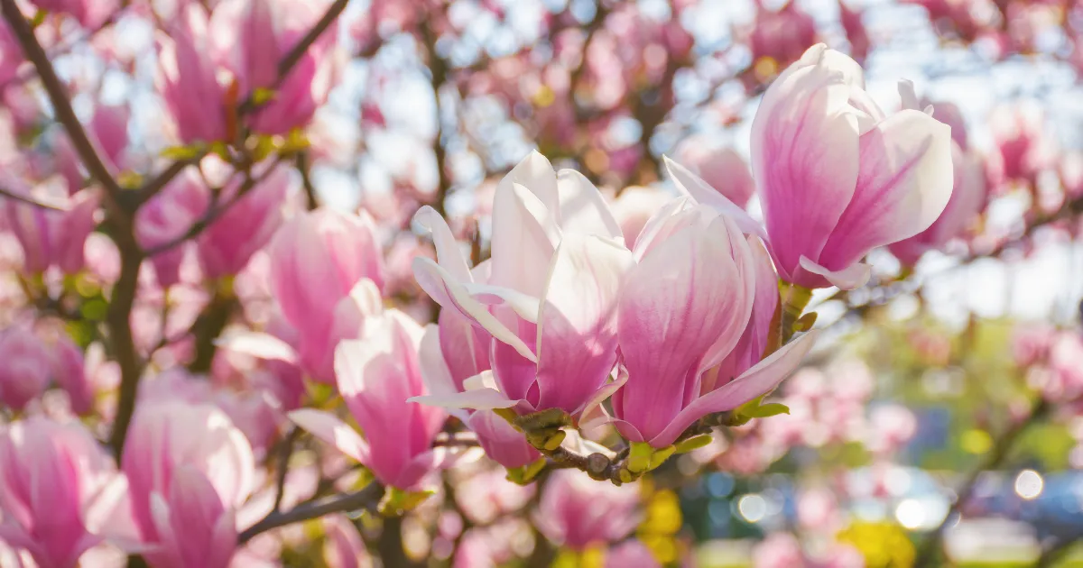 magnolia, savanyú talajt kedvelők blog