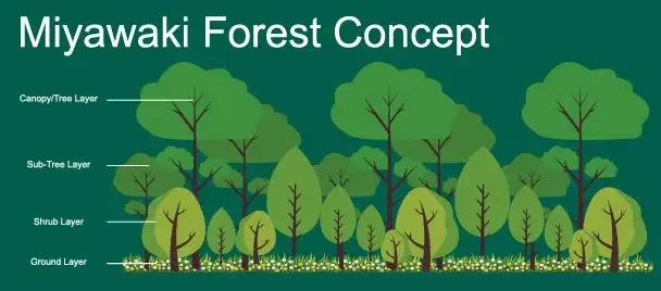 Miyawaki erdő koncepció