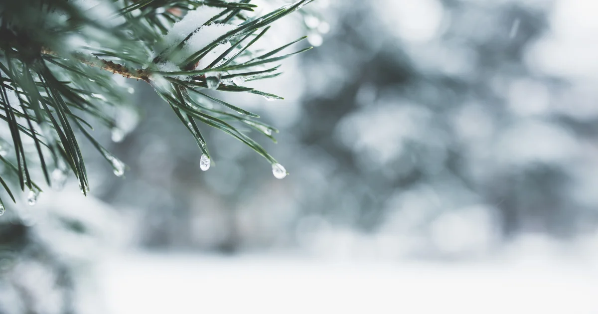 téli havas fenyő