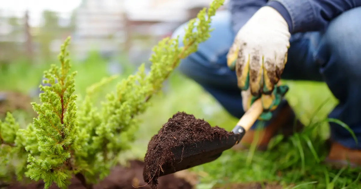 fa- és cserjeültetés