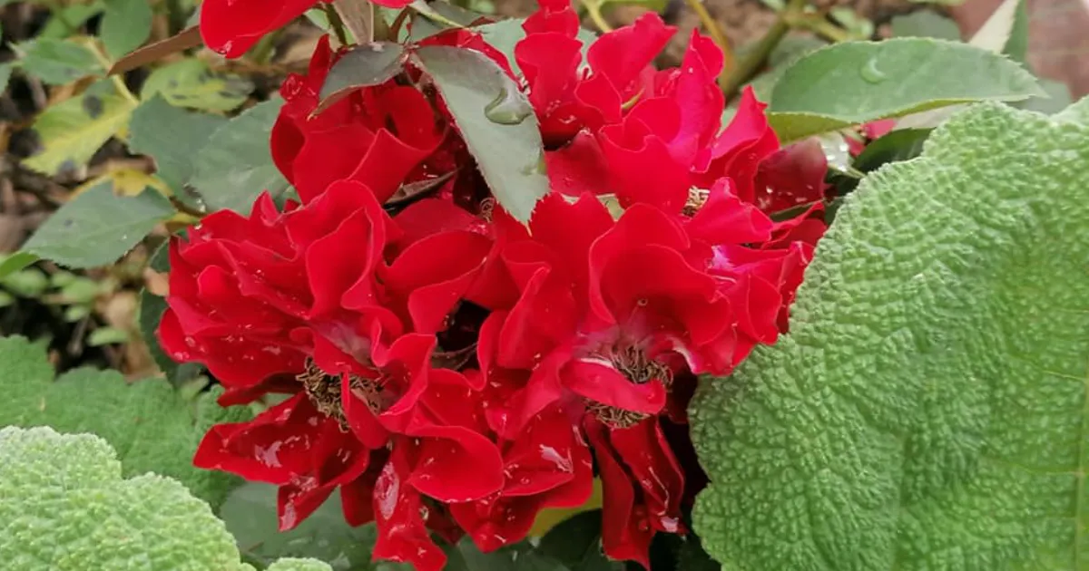 rózsa a kapostüskevári vasútállomáson